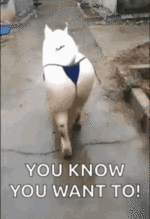 473E12E7-F1E6-42A0-BAAD-01D9E58FA399.gif