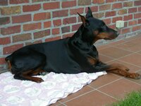 Dobermannliggend.JPG.jpg