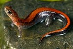 Southern Red-Backed Salamander