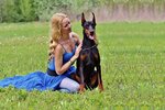 grass-woman-field-lawn-meadow-dog-love-sitting-mammal-doberman-dog-walking-dog-like-mammal-623...jpg