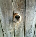 furry-gloryhole.jpg