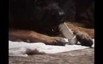 Fleek eating rawhide bone.png