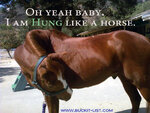 hung-like-horse.jpg