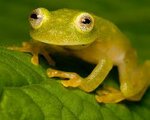 Fleischmann's Glass Frog | National Geographic Society