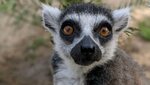 191029015845-02-california-teen-stolen-lemur-super-169.jpg