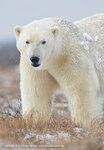 500px--charles_glatzer--polar_bear__hudson_bay.jpg