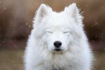 500px--ericbphotoworks--leika_meditating_in_the_snow.jpg