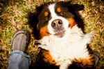 500px--zach_egolf--all_smiles_[via_handsomedogs].jpg