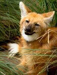1200-22719656-maned-wolf.jpg