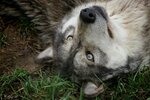 wolveskeeper--upside_down.jpg