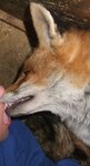 furaffinity--jcfox_dscf8348_[foxkiss]_[cropped].jpg