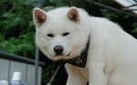 akita.jpg