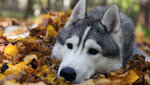 Alaskan-Malamute-wallpaper-1366x768.jpg