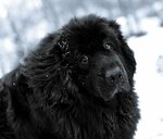newfoundland-dog-in-the-snow-photo.jpg