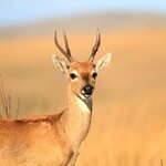 Pampas Deer - Facts, Diet, Habitat & Pictures on Animalia.bio