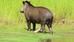 maletapir.jpg