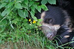 500px--josef_gelernter--spectacled_bear_undercover_[2014-06-13].jpg