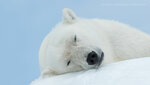 500px--marsel_van_oosten--sleeping_beauty_[2016-05-05].jpg