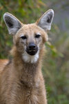 flickr--san_diego_zoo--maned_wolf_[2013-06-03_2].jpg
