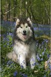 500px_com--adam_dance--raffers_in_bluebells__bargain_wood__monmouthshire.jpg