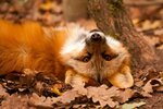 facebook--fragile_tranquility--i_bet_its_just_really_turned_your_whole_life_upside-down_fox_[2...jpg