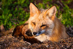 flickr--jerry_mercier--_MG_2014---red_fox_[2017-05-06].jpg