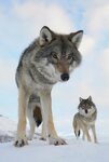 PROD-Wide-angle-close-up-of-two-European-grey-wolves-Canis-lupus-captive-Norway-February.jpg