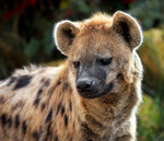 500px--klaus_wiese--spotted_[2012-11-09].jpg