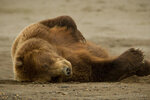 flickr--daniel_d-auria--let_sleeping_bears_lie___coastal_brown_bear___lake_clark_national_park...jpg