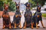 C__Data_Users_DefApps_AppData_INTERNETEXPLORER_Temp_Saved Images_the-doberman-team-1.jpg