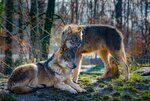Do-Wolves-Mate-For-Life.jpg