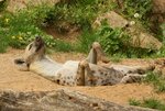 flickr--zoofanatic--7840_dara_sleeping_on_her_back_[2015-05-08].jpg