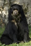 andean-bear.jpg