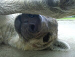 flickr--HyenaSanctuary--16.jpg