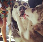 dog-kiss.jpg