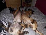 dogs.jpg