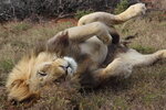 LionPenis_1.jpg