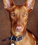 pharaoh-hound1.jpg