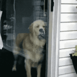 tenor.gif