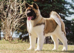 american-akita-welpe.jpg