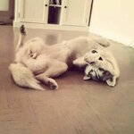 Siberian Husky Being Silly.jpeg