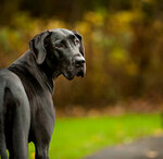 Great-Dane-looking-back-over-his-shoulder-outdoors-at-the-park-500x486.jpg