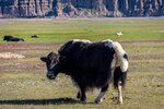 91306576-female-yak-in-the-pasture-in-kyrgyz-mountains-kyrgyzstan.jpg