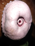 QxMyNzDKoeETtprazpyBSaph.png