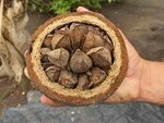 brazil nut.jpg