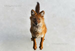 jumping_dhole_by_picturebypali.jpg
