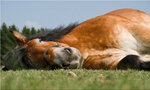 zf--4hooves--jQElFIZ_[reddit_-_r_-_finehorses].jpg