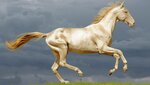 akhal-teke-images.jpg akhal-teke-images.jpg