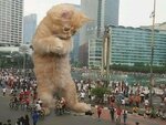bigcat.jpg