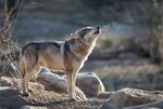 Gray-Wolf-Getty-1030x687.jpg